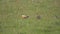 Wild Ruddy Shelduck Bird Family With Parents and Young Cubs in Natural Meadow
