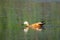 A wild Ruddy Shelduck or Tadorna ferruginea