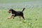 Wild running hovawart dog