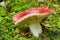 Wild russula mushroom