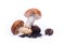 Wild russula mushrooms