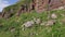 Wild Saanen Goats Grazing on a Mountain