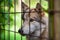 Wild and sad wolf in the cage captivated