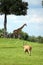 A wild safari scene - Eland, Reticulated Giraffe and Grant\'s Zebra