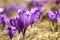 Wild saffron on mountain meadow