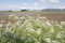 Wild Sage and Farm Land