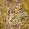 Wild Sage Wormwood Artemisia figida yellow flower