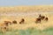 Wild Saiga antelope herd in Kalmykia steppe