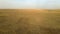 Wild saiga antelope running. Herd of antelope running on steppes to river. 4k hdr slow motion