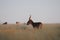 Wild Saiga antelopes early morning in steppe