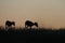 Wild Saiga antelopes in Kalmykia steppe before dawn