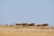 Wild Saiga antelopes in morning steppe