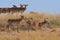 Wild Saiga antelopes in morning steppe