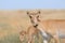 Wild Saiga antelopes in morning steppe