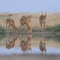 Wild Saiga antelopes in steppe near watering pond