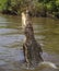 Wild saltwater crocodile jumping, Australia