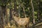 Wild Sambar Buck Browsing at a Tree
