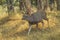 Wild Sambar Buck in Jungle