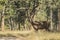 Wild Sambar Buck Pausing in the Jungle