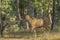 Wild Sambar Buck Walking in Jungle