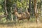 Wild Sambar Buck Walking in Woods