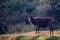 Wild sambar deer or Cervus unicolor