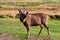 Wild sambar deer or Cervus unicolor