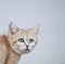 Wild sand cat close up portrait