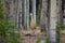 Wild Sandhill Crane Grus canadensis