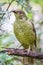 Wild Satin Bower Bird, Queen Mary Falls, Queensland, Australia, March 2018