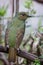 Wild Satin Bower Bird, Queen Mary Falls, Queensland, Australia, March 2018