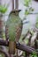 Wild Satin Bower Bird, Queen Mary Falls, Queensland, Australia, March 2018