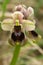 Wild Sawfly Orchid flower closeup - Ophrys tenthredinifera