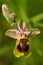 Wild Sawfly Orchid flower - Ophrys tenthredinifera