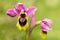 Wild Sawfly Orchid flowers closeup - Ophrys tenthredinifera subps. guimaraesii