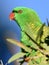 A wild scaly breasted lorikeet in Queensland, Australia