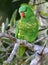 A wild scaly breasted lorikeet in Queensland, Australia