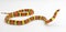 Wild scarlet kingsnake or scarlet milk snake - Lampropeltis elapsoides - Isolated on white background