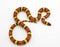 Wild scarlet kingsnake or scarlet milk snake - Lampropeltis elapsoides - Isolated on white background view from above dorsal angle