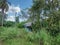 Wild scene of the overgrowth at the old abandoned government quarter