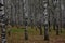 Wild and scenic woods. Birch grove. White tree trunks, yellow foliage mixed with green