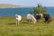 Wild Scottish Ponies in Shetland
