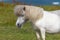 Wild Scottish Pony in Shetland