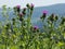 Wild Scottish thistle growing in fields and meadows.