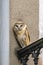 Wild screech owl peering straight from balcony of building in city