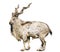 Wild screw-horned goat (markhor)