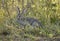 Wild Scrub Hare in  Kruger National Park