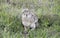 Wild Scrub Hare Lepus saxatilis Sitting in Grass