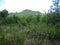 WILD SCRUBBY GREEN VEGETATION WITH HILL IN BACKGROUND