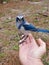 Wild Scrubjay Perched on Hand